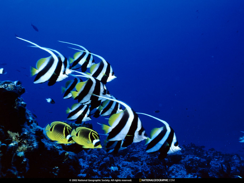 [National Geographic Wallpaper] Bannerfish (두동가리돔) & Raccoon Butterflyfish (줄나비돔); DISPLAY FULL IMAGE.