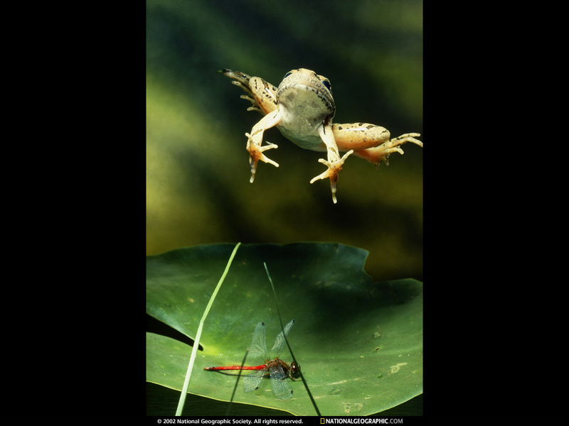 [National Geographic Wallpaper] Pickerel Frog (꼬치개구리); DISPLAY FULL IMAGE.