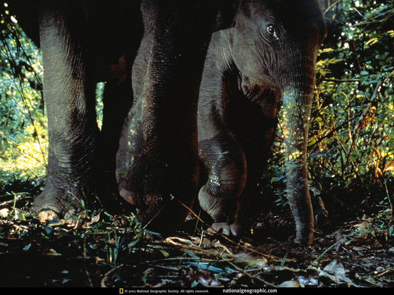 [National Geographic Wallpaper] Indian Elephant (인도코끼리); DISPLAY FULL IMAGE.