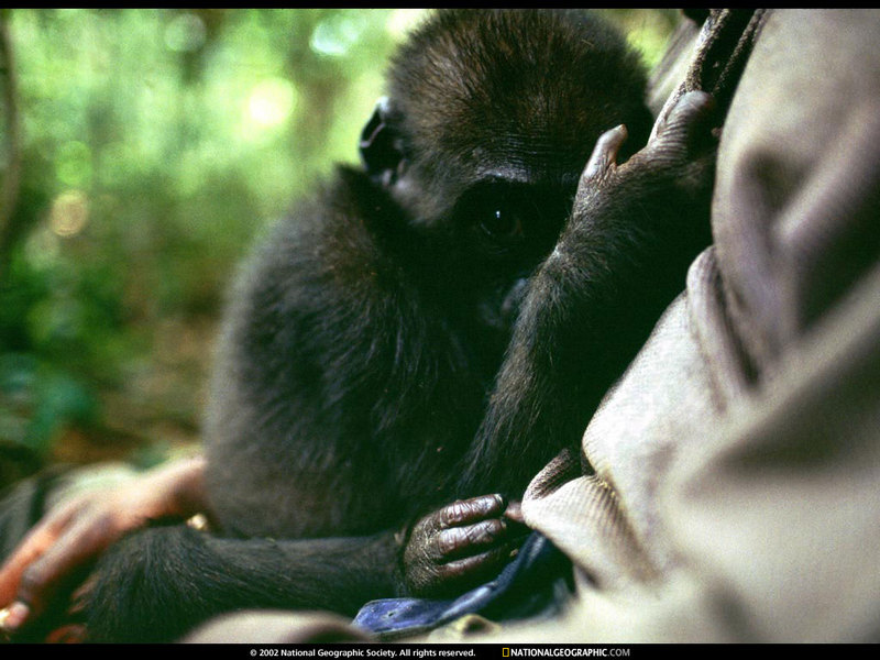 [National Geographic Wallpaper] Gorilla (어린 고릴라); DISPLAY FULL IMAGE.