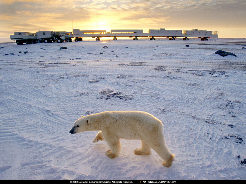 [National Geographic Wallpaper] Polar Bear (북극곰); DISPLAY FULL IMAGE.