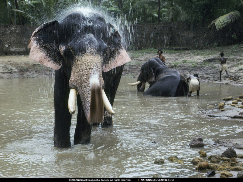 [National Geographic Wallpaper] Indian Elephant (인도코끼리); DISPLAY FULL IMAGE.