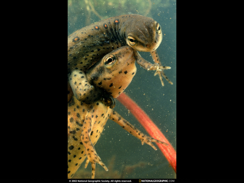 [National Geographic Wallpaper] Red-spotted Newt pair mating (얼룩영원/북미); DISPLAY FULL IMAGE.