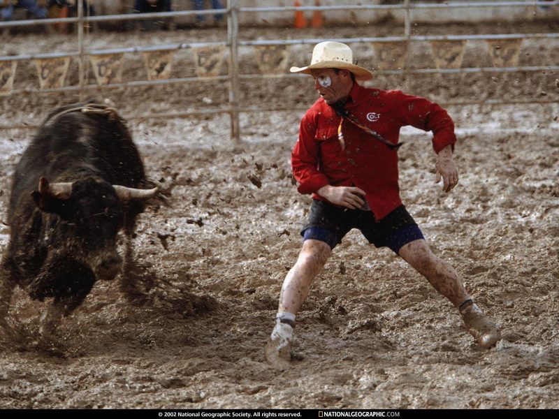 [National Geographic Wallpaper] Rodeo bull (로데오 황소); DISPLAY FULL IMAGE.