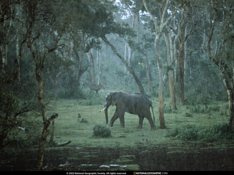 [National Geographic Wallpaper] African Elephant (아프리카코끼리); DISPLAY FULL IMAGE.