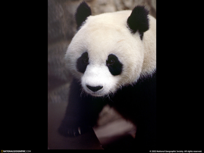 [National Geographic Wallpaper] Giant Panda (자이언트팬더); DISPLAY FULL IMAGE.
