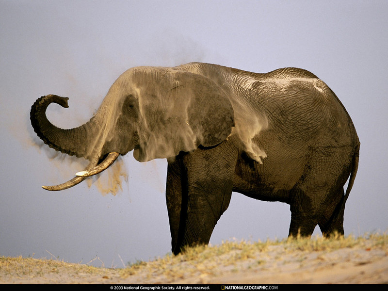 [National Geographic Wallpaper] African Elephant (아프리카코끼리); DISPLAY FULL IMAGE.