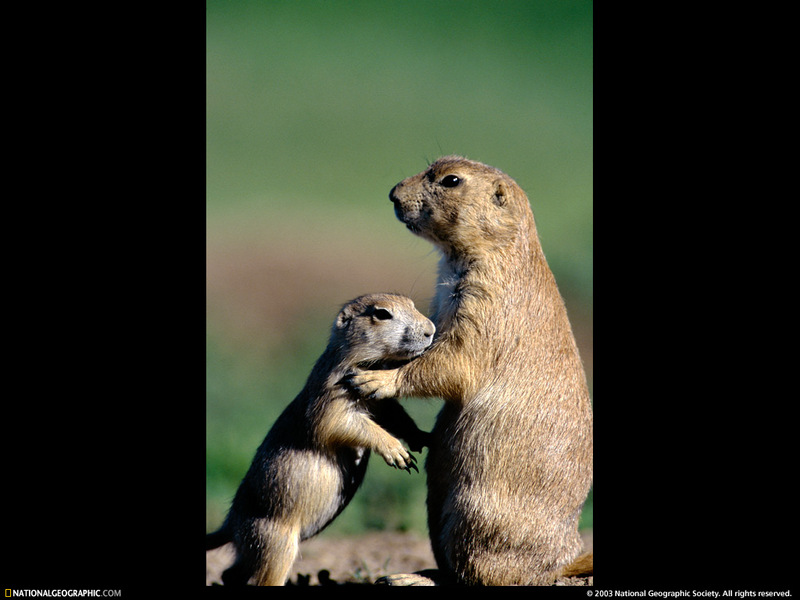 [National Geographic Wallpaper] Black-tailed Prairie Dog (검은꼬리개쥐); DISPLAY FULL IMAGE.