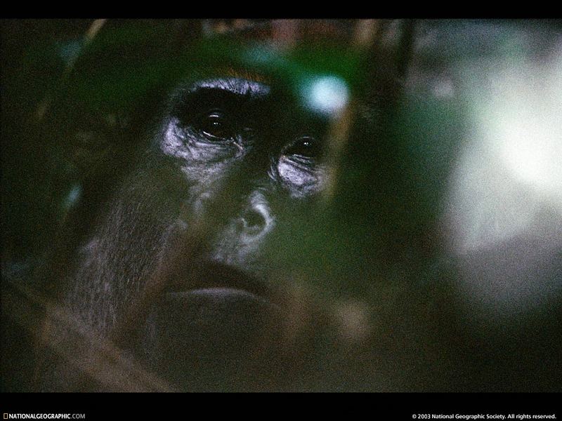 [National Geographic Wallpaper] Gorilla (고릴라); DISPLAY FULL IMAGE.