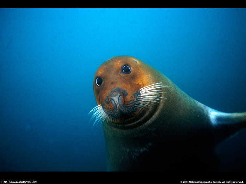 [National Geographic Wallpaper] Bearded Seal (콧수염물범); DISPLAY FULL IMAGE.