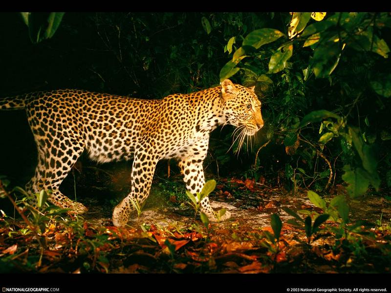 [National Geographic Wallpaper] African Leopard (아프리카표범); DISPLAY FULL IMAGE.