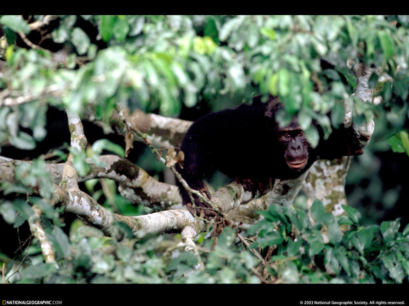 [National Geographic Wallpaper] Chimpanzee (침팬지); DISPLAY FULL IMAGE.