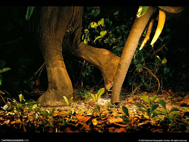 [National Geographic Wallpaper] African Elephant (아프리카코끼리); DISPLAY FULL IMAGE.