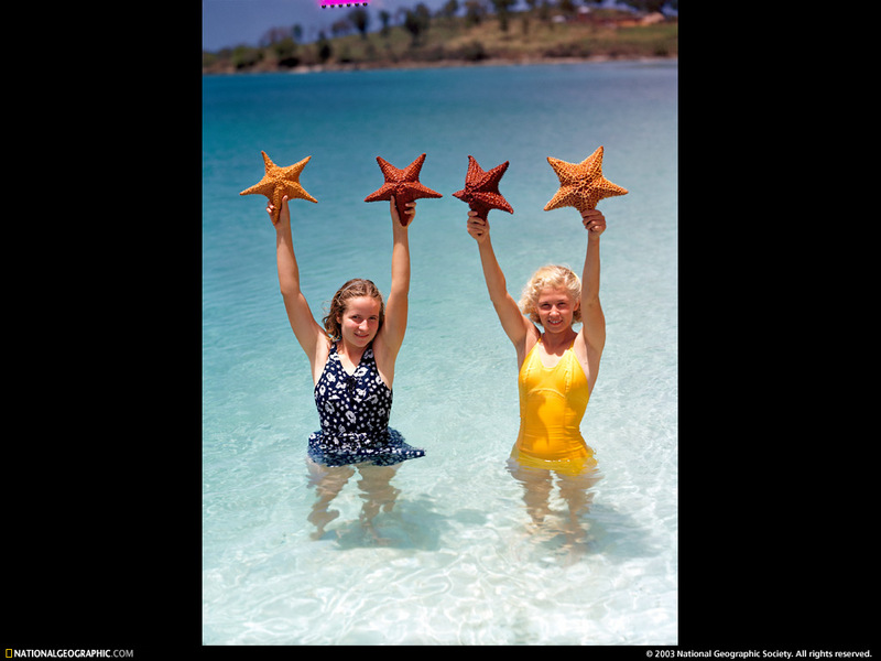 [National Geographic Wallpaper] Sea Stars (불가사리); DISPLAY FULL IMAGE.