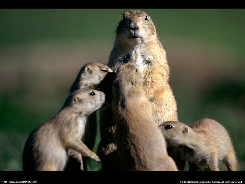 [National Geographic Wallpaper] Prairie Dog family (개쥐 가족); DISPLAY FULL IMAGE.