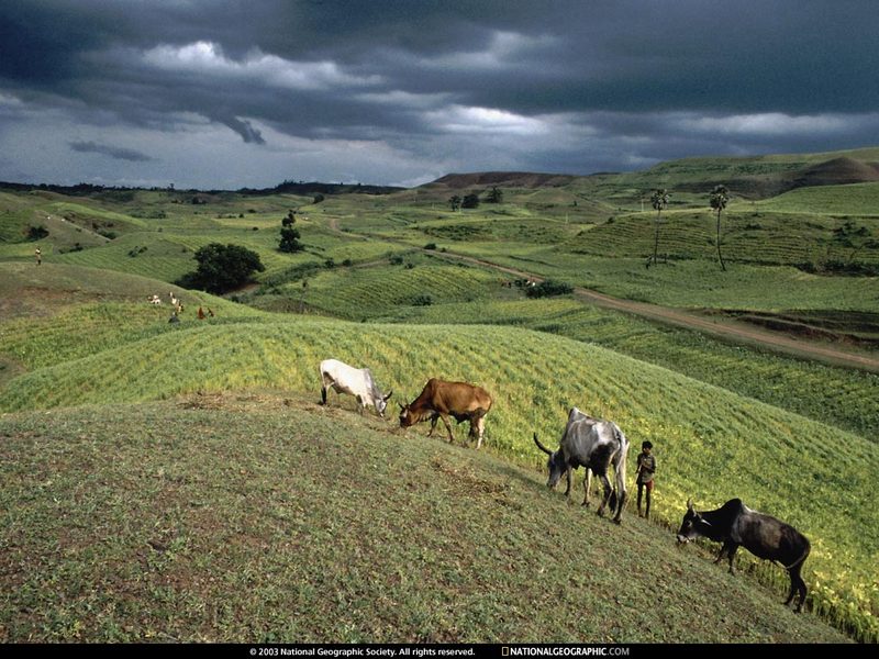 [National Geographic Wallpaper] Indian Cattle, Zebus (인도 소); DISPLAY FULL IMAGE.