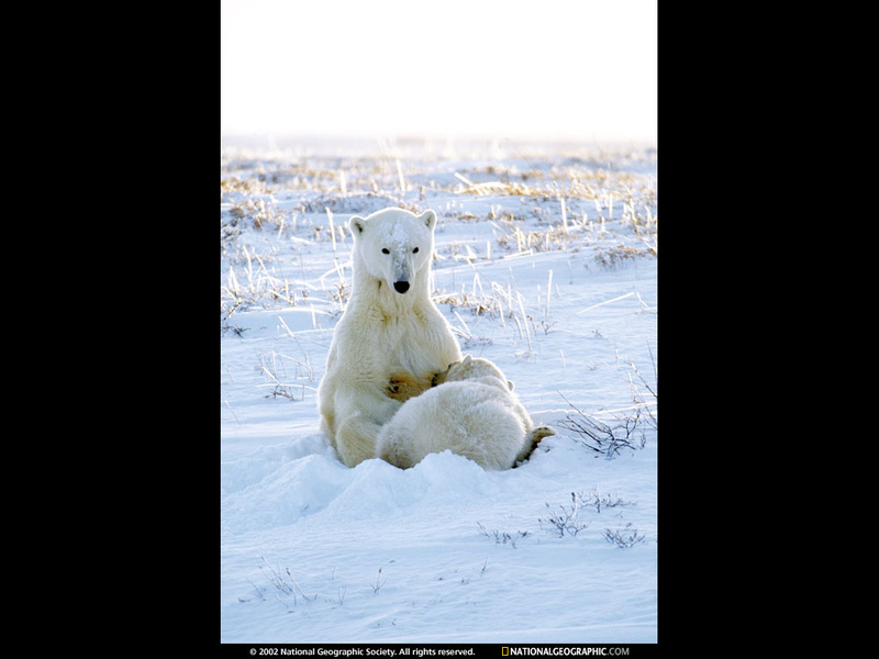 [National Geographic Wallpaper] Polar Bear (북극곰); DISPLAY FULL IMAGE.