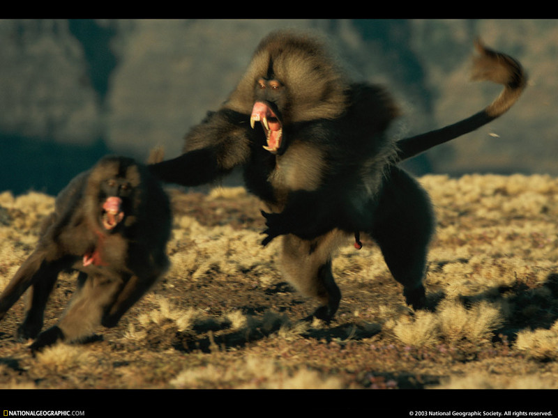 [National Geographic Wallpaper] Gelada Baboon (겔라다개코원숭이); DISPLAY FULL IMAGE.