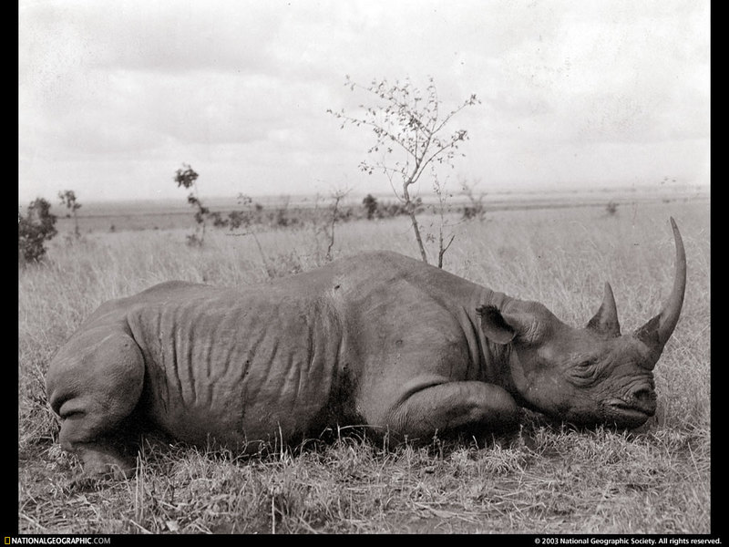 [National Geographic Wallpaper] Black Rhinoceros (검은코뿔소); DISPLAY FULL IMAGE.