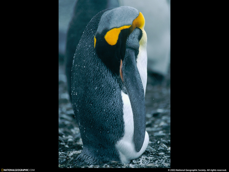 [National Geographic Wallpaper] King Penguin (임금펭귄); DISPLAY FULL IMAGE.