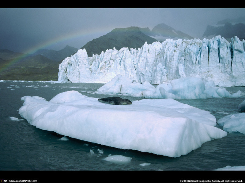 [National Geographic Wallpaper] Leopard Seal (얼룩바다표범); DISPLAY FULL IMAGE.