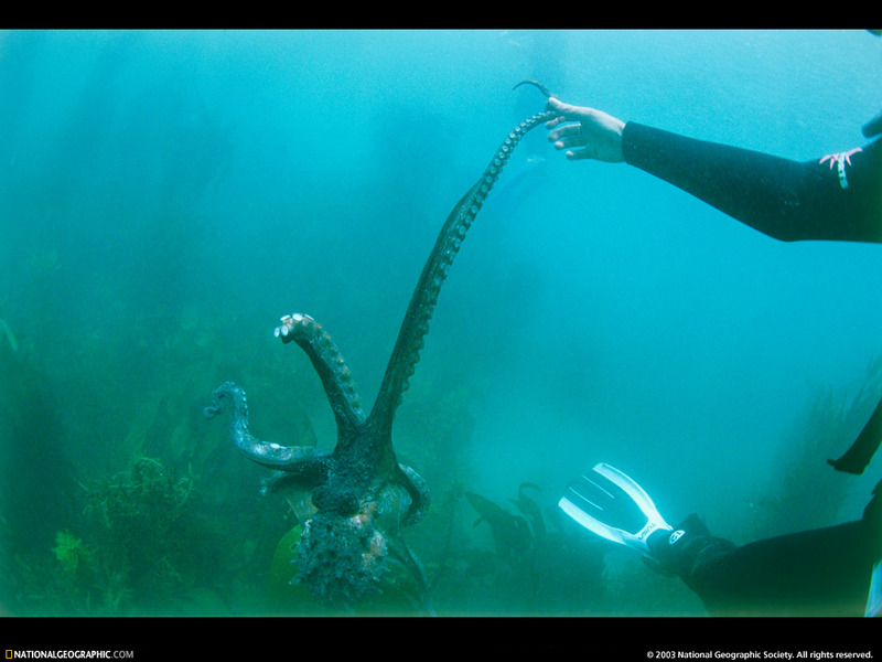 [National Geographic Wallpaper] Octopus (뉴질랜드의 문어); DISPLAY FULL IMAGE.