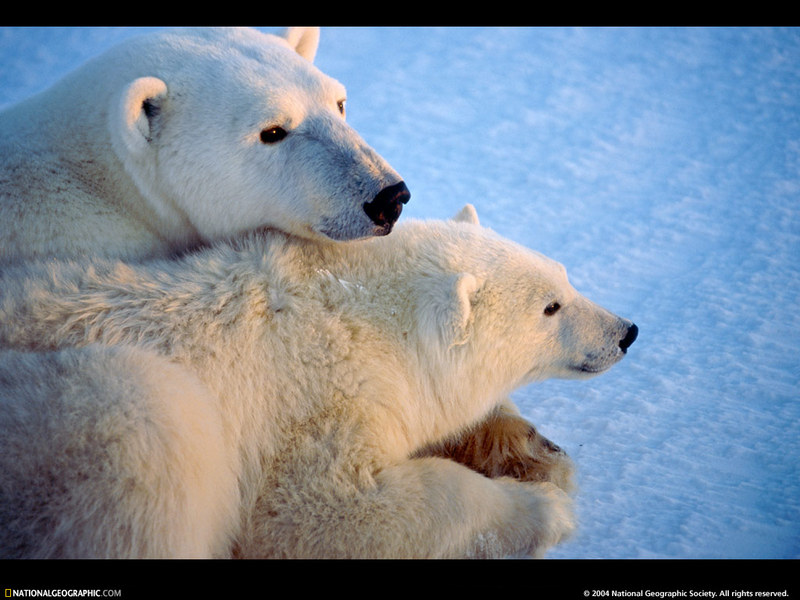 [National Geographic Wallpaper] Polar Bear (북극곰); DISPLAY FULL IMAGE.