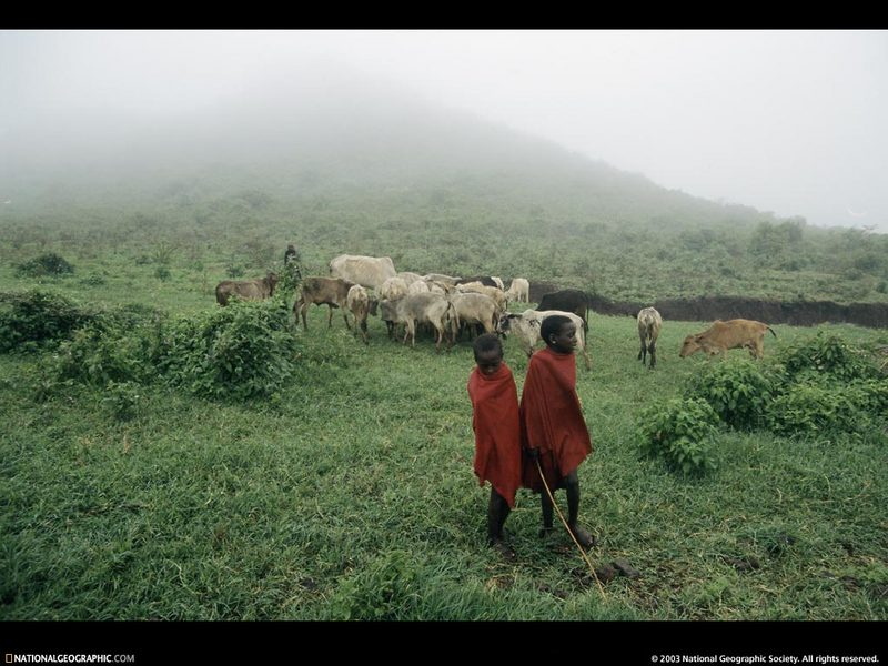 [National Geographic Wallpaper] Cattle (아프리카 가축); DISPLAY FULL IMAGE.