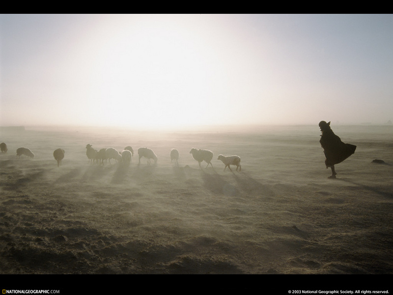 [National Geographic Wallpaper] Sheep herd (볼리비아의 양떼); DISPLAY FULL IMAGE.