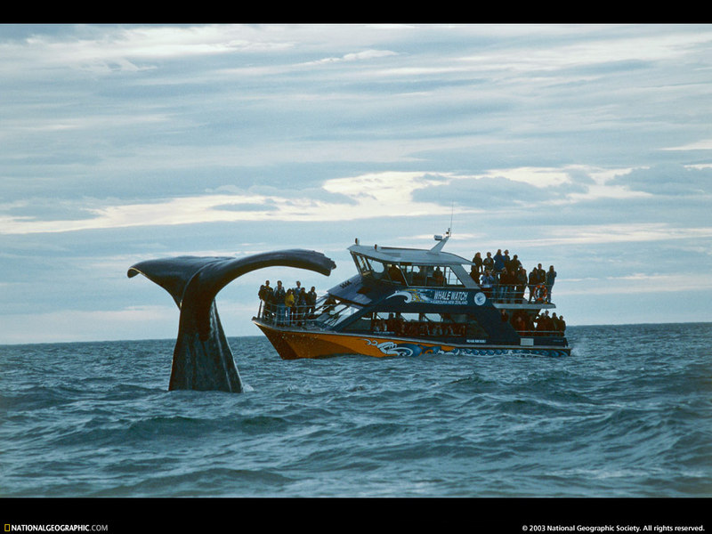 [National Geographic Wallpaper] Whale tail (고래 꼬리); DISPLAY FULL IMAGE.