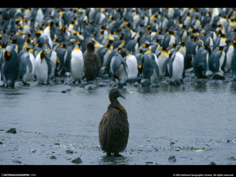 [National Geographic Wallpaper] King Penguin (임금펭귄); DISPLAY FULL IMAGE.