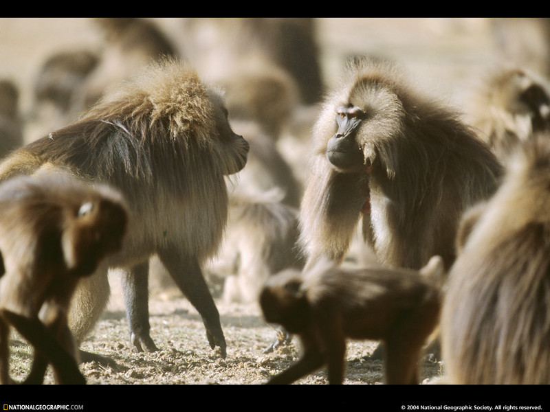 [National Geographic Wallpaper] Gelada Baboon (겔라다개코원숭이); DISPLAY FULL IMAGE.