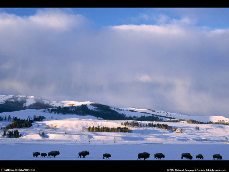 [National Geographic Wallpaper] American Bison (아메리카들소 떼); DISPLAY FULL IMAGE.