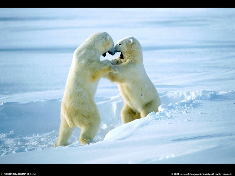 [National Geographic Wallpaper] Polar Bear (북극곰); DISPLAY FULL IMAGE.