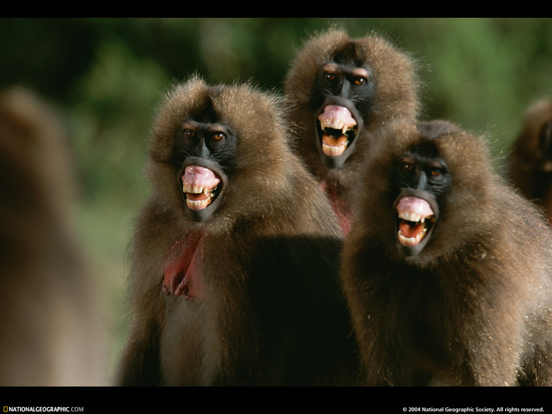 [National Geographic Wallpaper] Gelada Baboon (겔라다개코원숭이); DISPLAY FULL IMAGE.