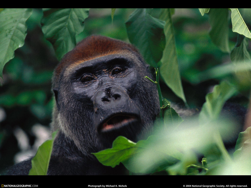[National Geographic Wallpaper] Western Lowland Gorilla (저지고릴라); DISPLAY FULL IMAGE.