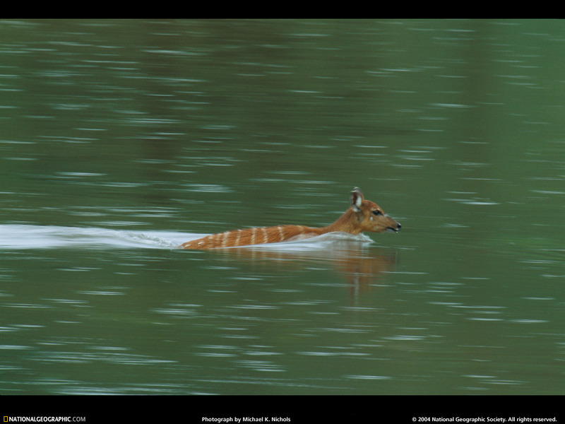 [National Geographic Wallpaper] Sitatunga (시타퉁가); DISPLAY FULL IMAGE.