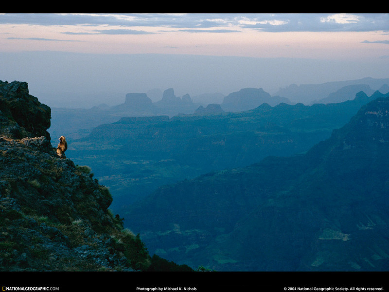 [National Geographic Wallpaper] Gelada Baboon (겔라다개코원숭이); DISPLAY FULL IMAGE.