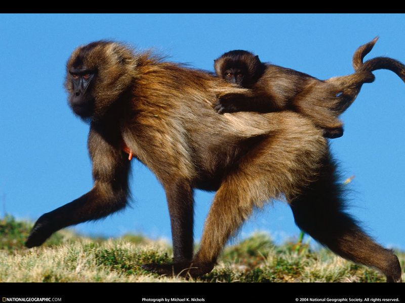 [National Geographic Wallpaper] Gelada Baboon (겔라다개코원숭이); DISPLAY FULL IMAGE.