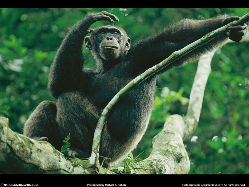 [National Geographic Wallpaper] Chimpanzee (침팬지); DISPLAY FULL IMAGE.