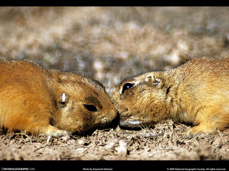 [National Geographic Wallpaper] Utah Prairie Dog (유타개쥐); DISPLAY FULL IMAGE.