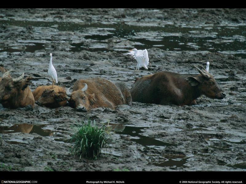 [National Geographic Wallpaper] Forest Buffalo - Syncerus caffer nanus (콩고붉은들소); DISPLAY FULL IMAGE.