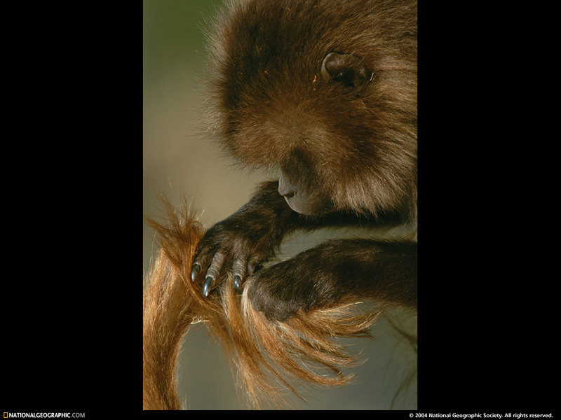 [National Geographic Wallpaper] Gelada Baboon (겔라다개코원숭이); DISPLAY FULL IMAGE.