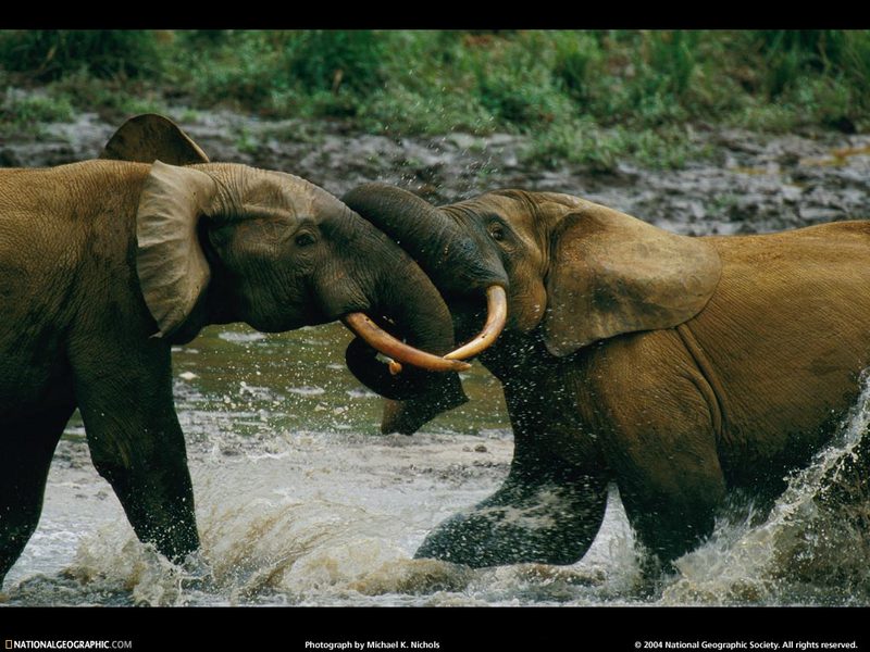 [National Geographic Wallpaper] African Elephant (대결하는 아프리카코끼리); DISPLAY FULL IMAGE.
