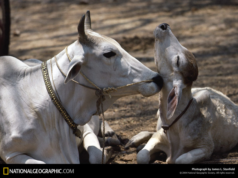 [National Geographic Wallpaper] Zebu Cattle (인도소); DISPLAY FULL IMAGE.