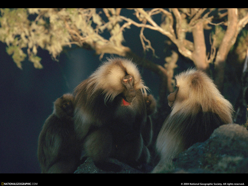 [National Geographic Wallpaper] Gelada Baboon (겔라다개코원숭이); DISPLAY FULL IMAGE.