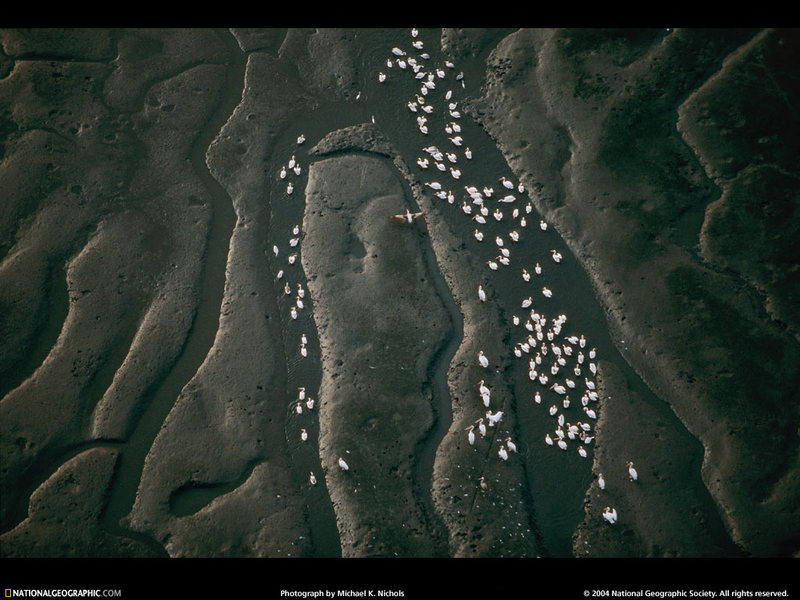 [National Geographic Wallpaper] Pelican (아칸다 해변의 사다새); DISPLAY FULL IMAGE.