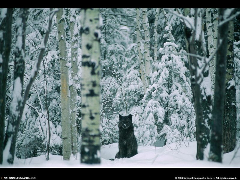 [National Geographic Wallpaper] Gray Wolf (회색늑대); DISPLAY FULL IMAGE.