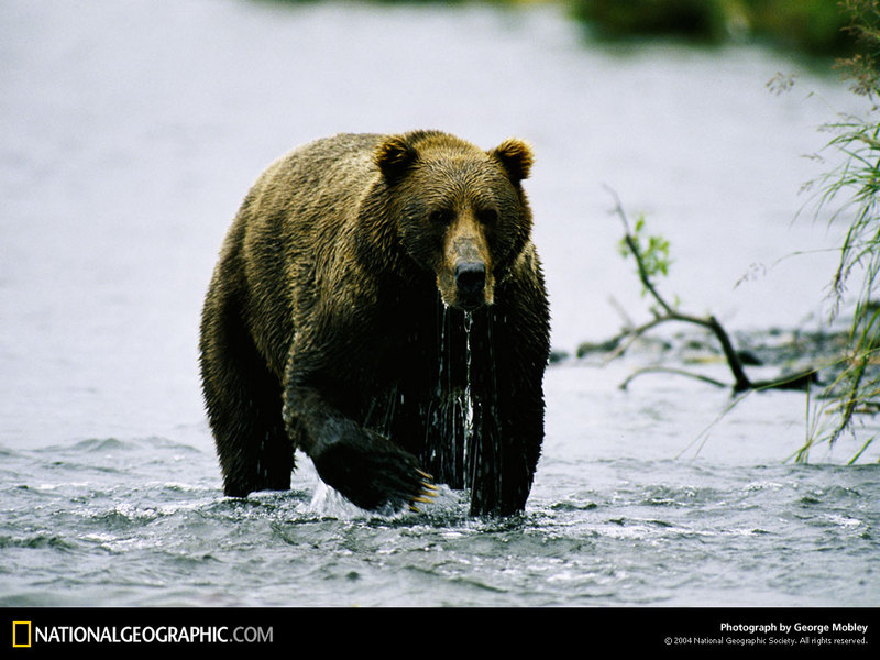[National Geographic Wallpaper] Brown Bear (아메리카불곰); DISPLAY FULL IMAGE.