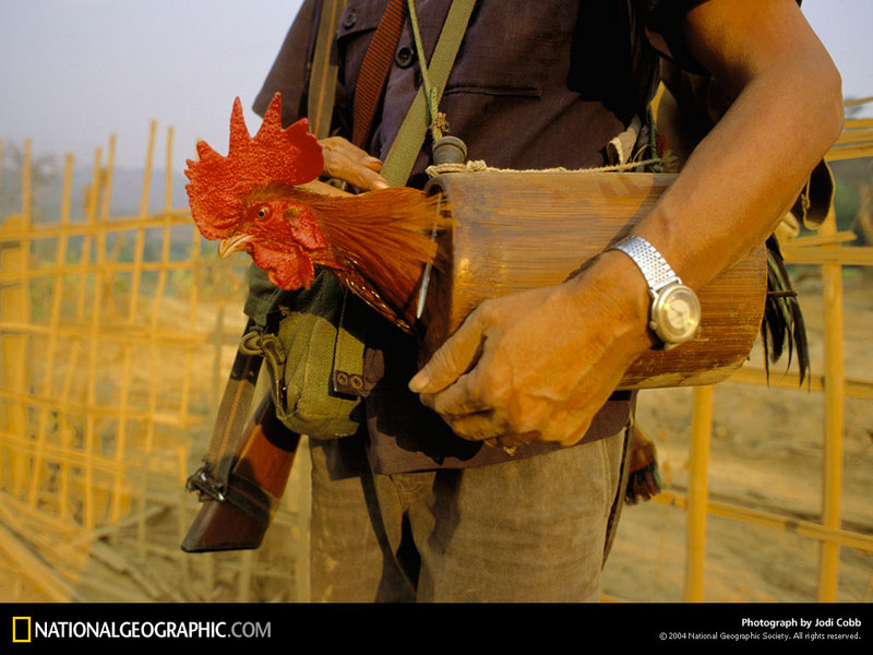 [National Geographic Wallpaper] Thai Gamecock (태국의 싸움닭); DISPLAY FULL IMAGE.